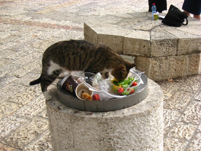 Streuner-Katze am kalten Buffet