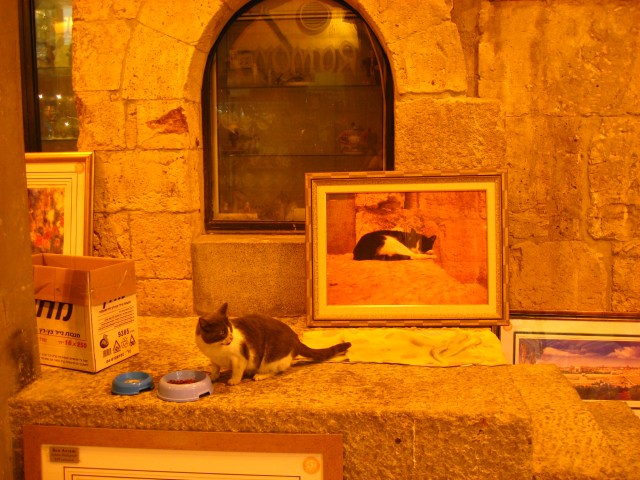 Poser-Katze mit eigenem Bild