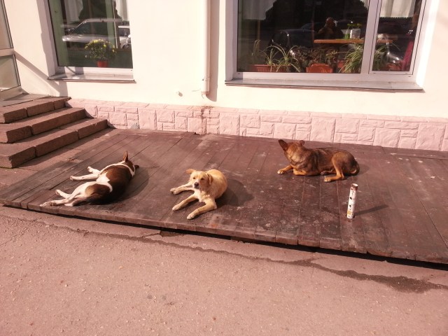 Hotelhunde