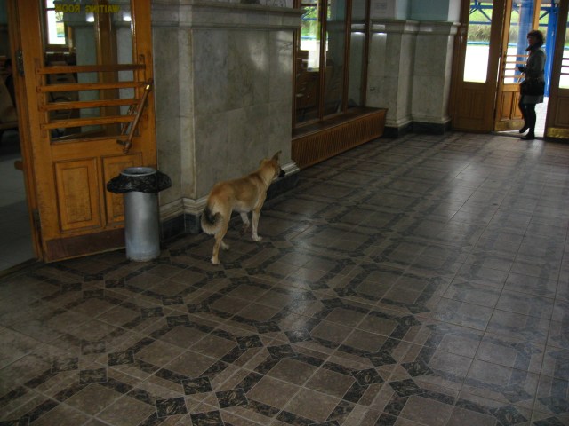 Streuner im Bahnhof Sewastopol