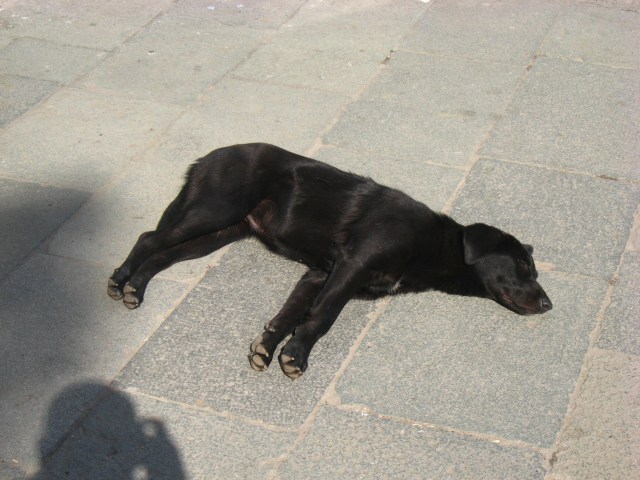 Dösender Hund am Bahnhof Sewastopol