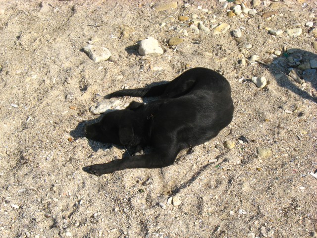 Dösender Hund an meinem Strand