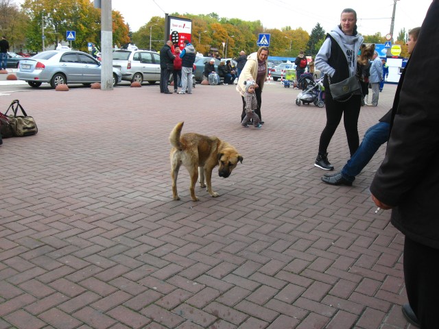 Ein letztes Foto von einem Streunerhund