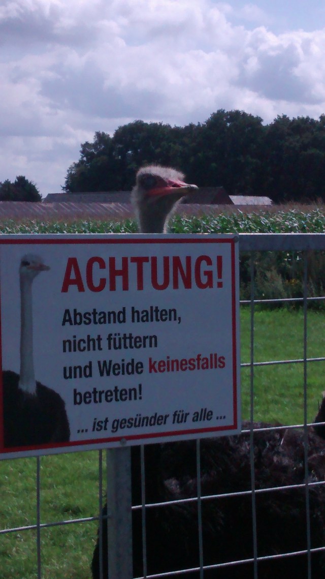 Vogel Strauss bei Damme