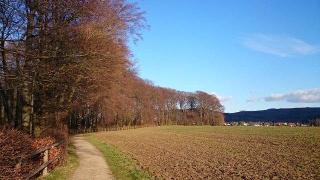 Weg am Waldrand