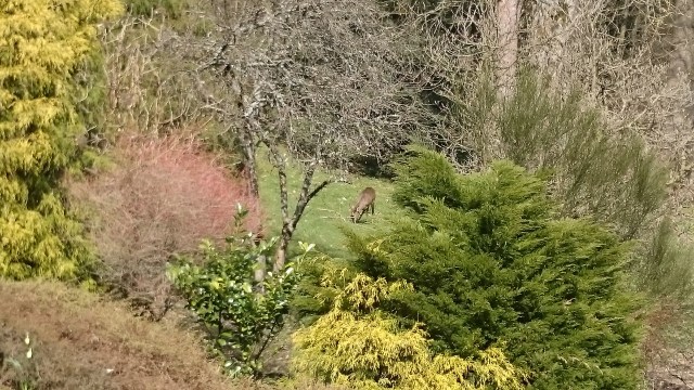 Reh vom Wohnzimmerfenster aus gesehen